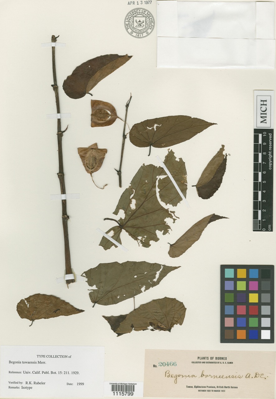 B. tawaensis